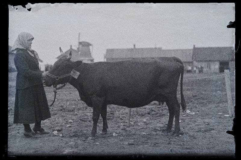 Auhinnatud lehm Viljandi Eesti Põllumeeste Seltsi näitusel, (negatiiv ilmutatud 17.04.1924).