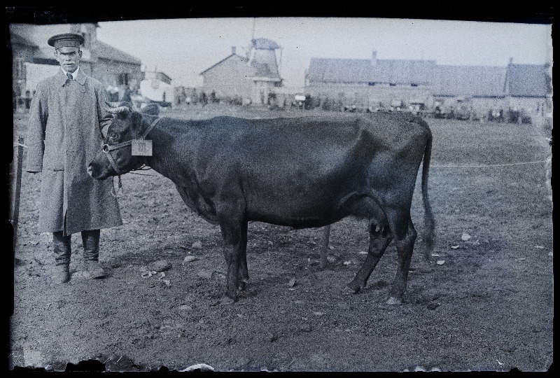 Auhinnatud lehm Viljandi Eesti Põllumeeste Seltsi näitusel, (negatiiv ilmutatud 17.04.1924).
