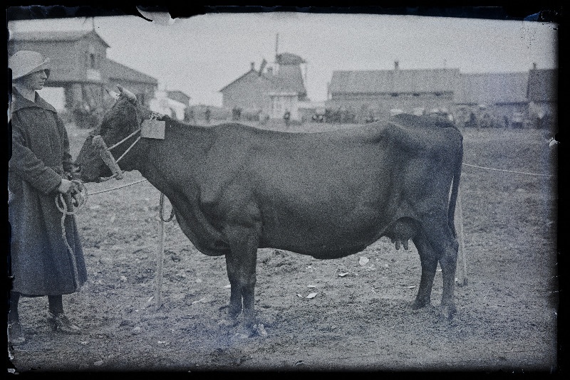 Auhinnatud lehm Viljandi Eesti Põllumeeste Seltsi näitusel, (negatiiv ilmutatud 17.04.1924).