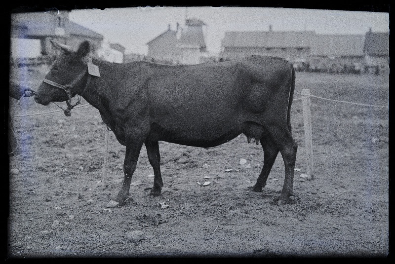 Auhinnatud lehm Viljandi Eesti Põllumeeste Seltsi näitusel, (negatiiv ilmutatud 17.04.1924).