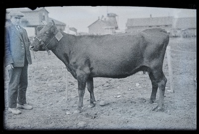 Auhinnatud lehm Viljandi Eesti Põllumeeste Seltsi näitusel, (negatiiv ilmutatud 17.04.1924).  duplicate photo