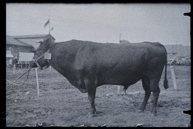Auhinnatud veis Viljandi Eesti Põllumeeste Seltsi näitusel, (negatiiv ilmutatud 17.04.1924).