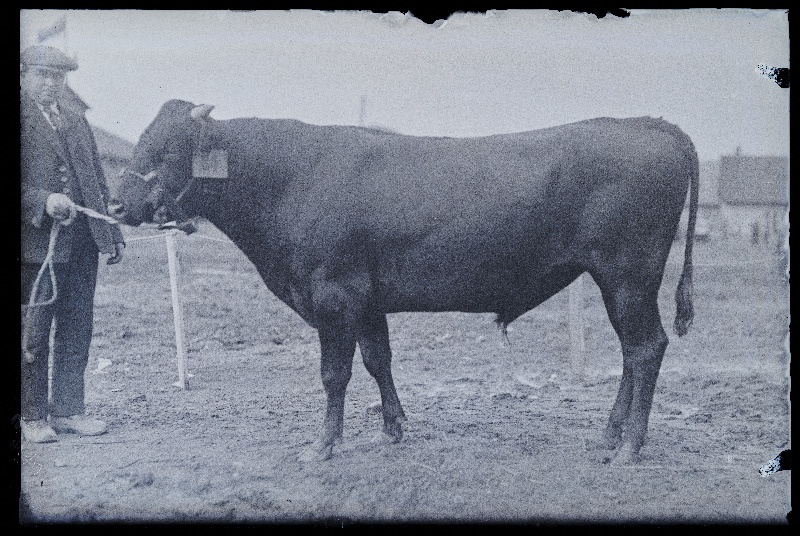 Auhinnatud veis Viljandi Eesti Põllumeeste Seltsi näitusel, (negatiiv ilmutatud 17.04.1924).