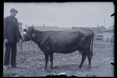 Auhinnatud lehm Viljandi Eesti Põllumeeste Seltsi näitusel, (negatiiv ilmutatud 17.04.1924).  duplicate photo