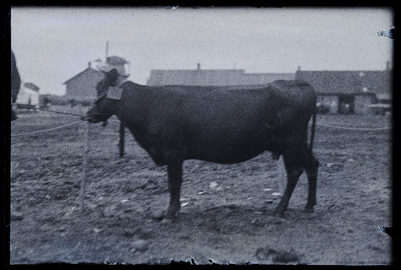 Auhinnatud lehm Viljandi Eesti Põllumeeste Seltsi näitusel, (negatiiv ilmutatud 17.04.1924).