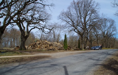 Rakvere, tamm and Tammiku trahter rephoto