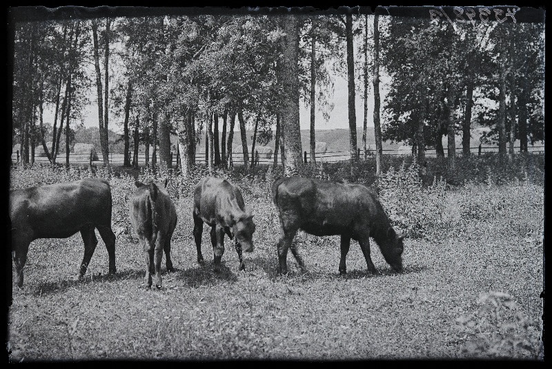 Veised koplis, (foto tellija Vana-Võidu Põllutöökool).