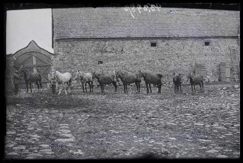 Hobused talli juures, (foto tellija Vana-Võidu Põllutöökool).