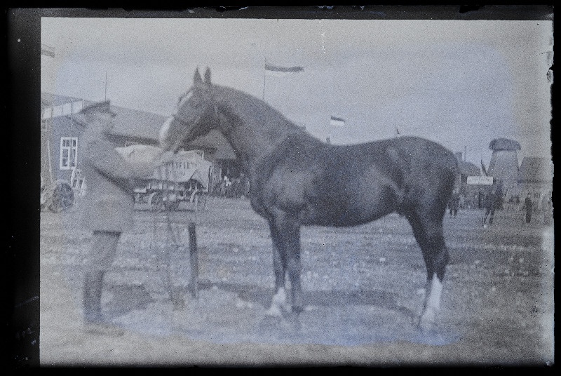 Viljandi Eesti Põllumeeste Seltsi näitus. Hobune, (negatiiv ilmutatud 27.10.1924).
