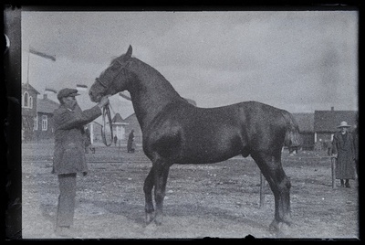 Viljandi Eesti Põllumeeste Seltsi näitus. Hobune, (negatiiv ilmutatud 27.10.1924).  duplicate photo