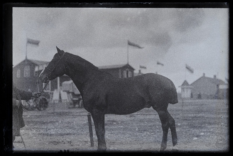 Viljandi Eesti Põllumeeste Seltsi näitus. Hobune, (negatiiv ilmutatud 27.10.1924).