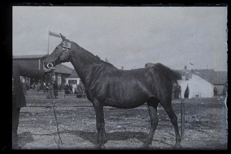 Viljandi Eesti Põllumeeste Seltsi näitus. Hobune, (negatiiv ilmutatud 27.10.1924).