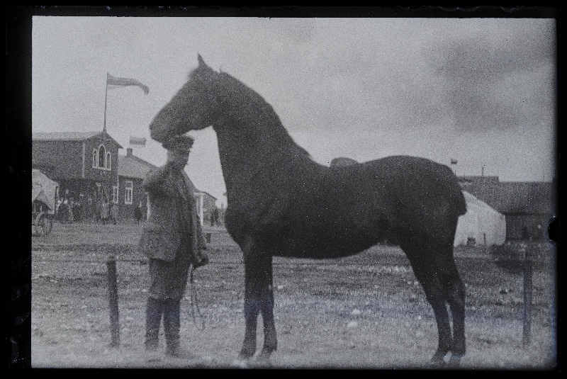 Viljandi Eesti Põllumeeste Seltsi näitus. Hobune, (negatiiv ilmutatud 27.10.1924).