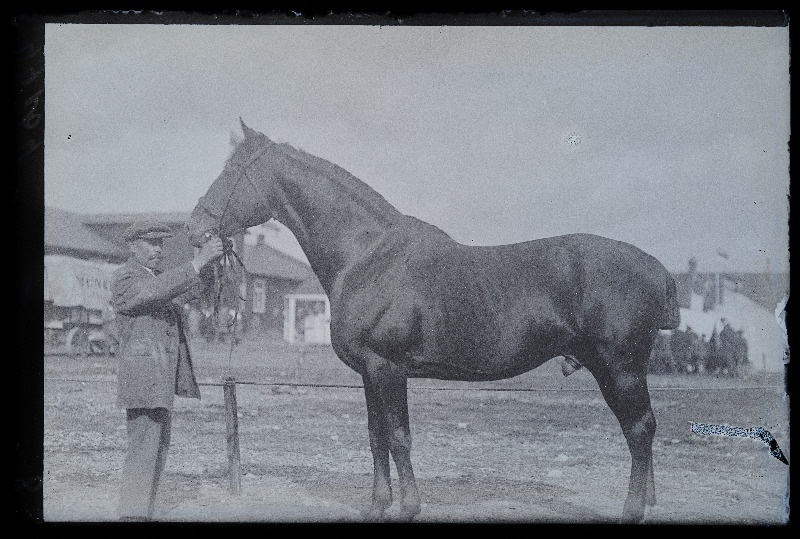 Viljandi Eesti Põllumeeste Seltsi näitus. Hobune, (negatiiv ilmutatud 27.10.1924).
