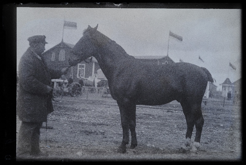 Viljandi Eesti Põllumeeste Seltsi näitus. Hobune, (negatiiv ilmutatud 27.10.1924).