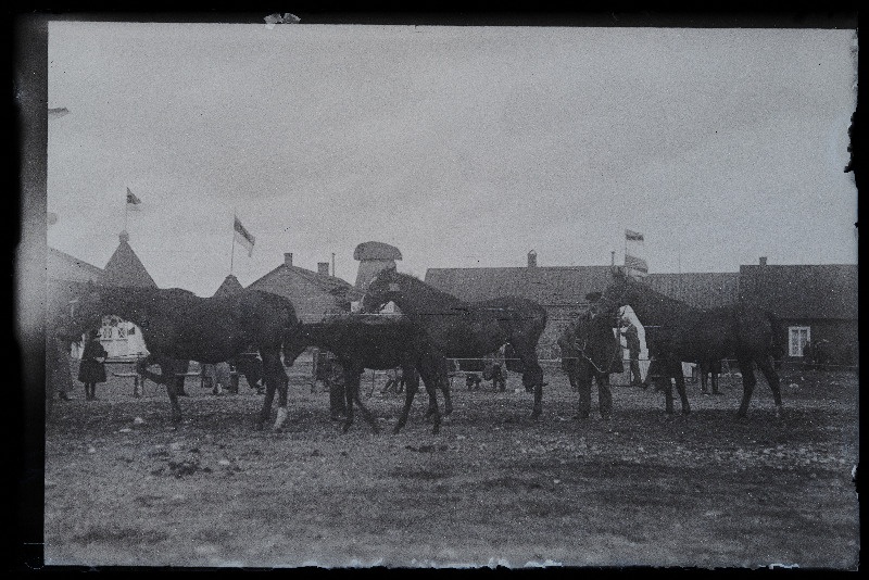 Viljandi Eesti Põllumeeste Seltsi näitus. Hobused, (negatiiv ilmutatud 27.10.1924).