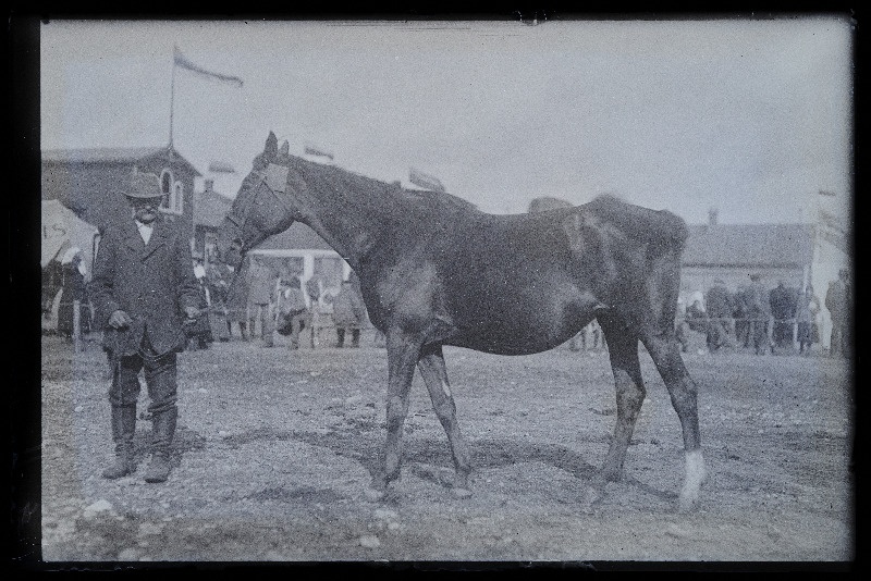 Viljandi Eesti Põllumeeste Seltsi näitus. Hobune, (negatiiv ilmutatud 27.10.1924).