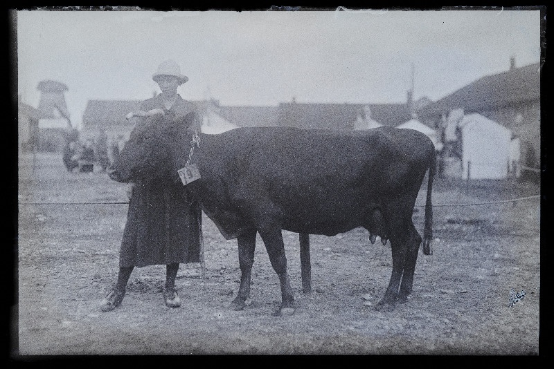 Viljandi Eesti Põllumeeste Seltsi näitus. Veis, (negatiiv ilmutatud 27.10.1924).
