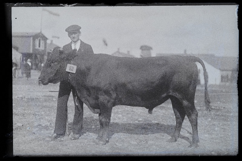 Viljandi Eesti Põllumeeste Seltsi näitus. Veis, (negatiiv ilmutatud 27.10.1924).