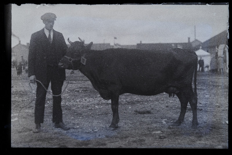 Viljandi Eesti Põllumeeste Seltsi näitus. Veis, (negatiiv ilmutatud 27.10.1924).