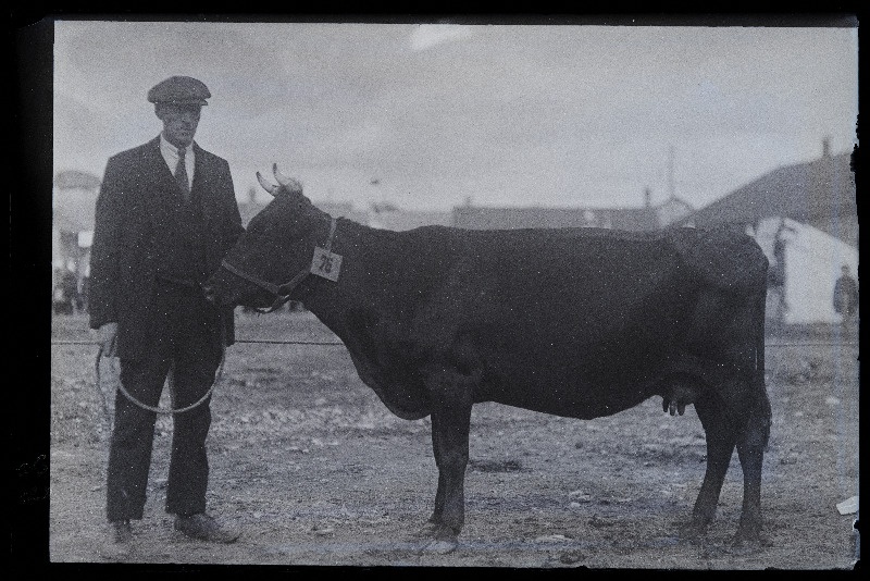 Viljandi Eesti Põllumeeste Seltsi näitus. Lehm, (negatiiv ilmutatud 27.10.1924).