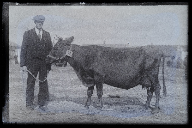 Viljandi Eesti Põllumeeste Seltsi näitus. Lehm, (negatiiv ilmutatud 27.10.1924).