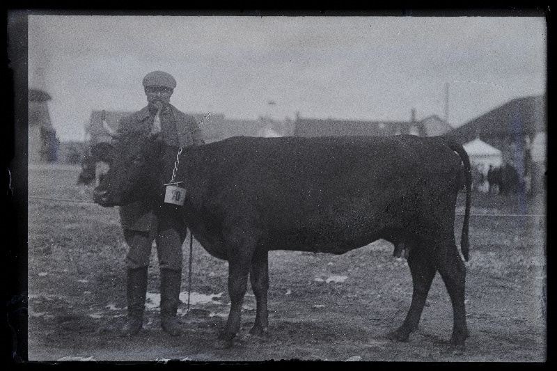 Viljandi Eesti Põllumeeste Seltsi näitus. Lehm, (negatiiv ilmutatud 27.10.1924).