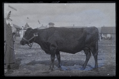 Viljandi Eesti Põllumeeste Seltsi näitus. Lehm, (negatiiv ilmutatud 27.10.1924).  duplicate photo