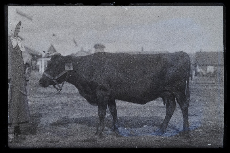 Viljandi Eesti Põllumeeste Seltsi näitus. Lehm, (negatiiv ilmutatud 27.10.1924).