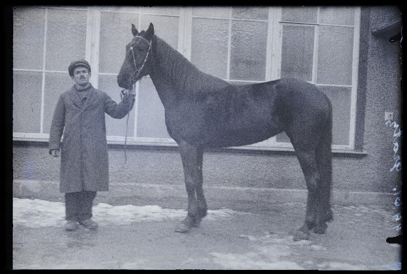Mees hobusega, (foto tellija Gratz [Graz]).