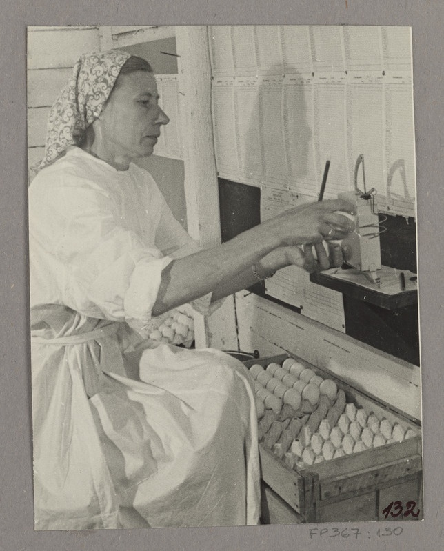 Selektsioonkanade talitaja Aliide Jõearu mune kaalumas ja munemislehele kandmas