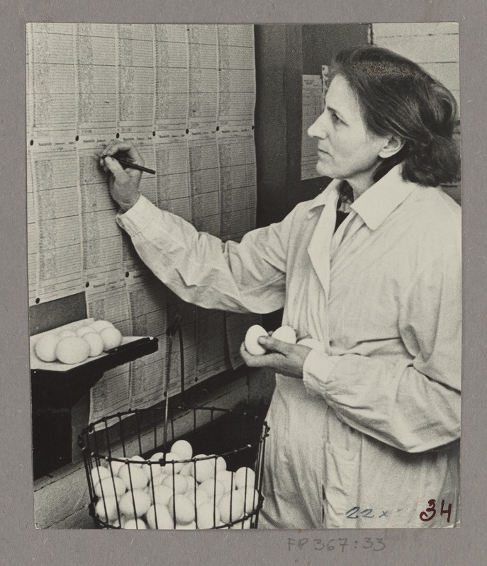 Mune kannab munemislehele selektsioonkanade talitaja Juuli Kivi