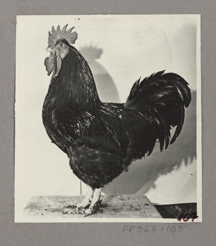 New Hampshire'i tõugu A-liini kukk nr.1652