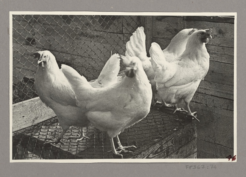 Kanad sõnnikukastil