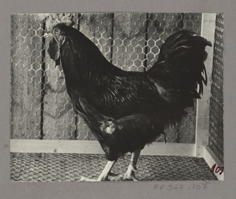 New Hampshire'i liini 38 kukk nr. 1214