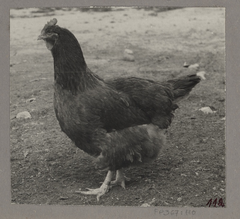 New Hampshire'i tõugu kanade tšempion 1958.a. Üleliidulisel Rahvamajandussaavutuste Näitusel