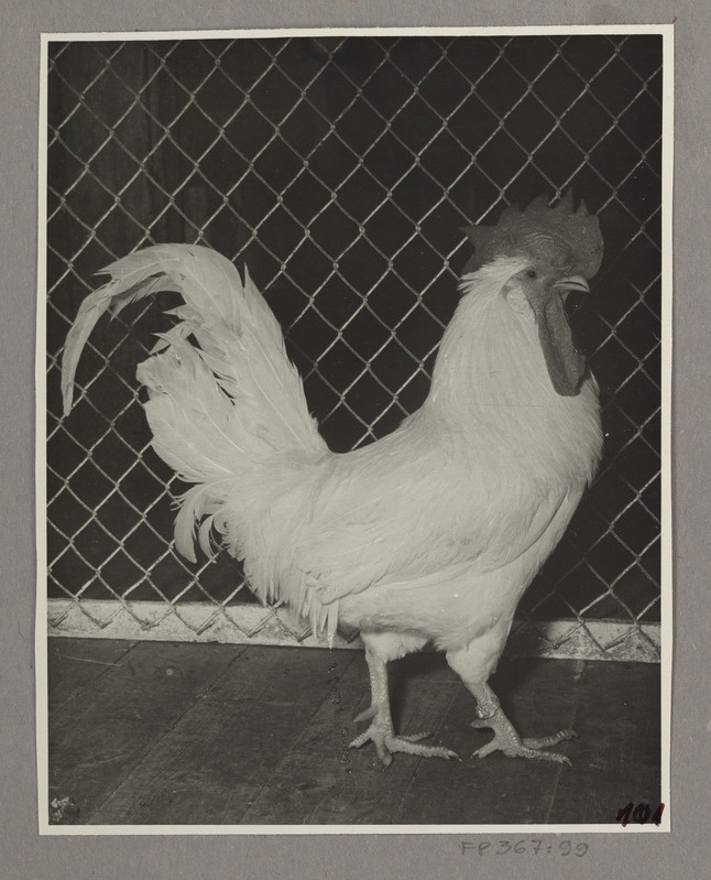 Valge leghorni tõugu kukk nr. 9704