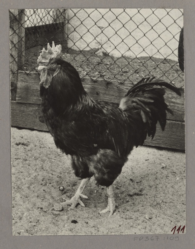 Kukk nr.26. New Hampshire'i tõugu kanade liini alustaja kukk nr.8 poeg