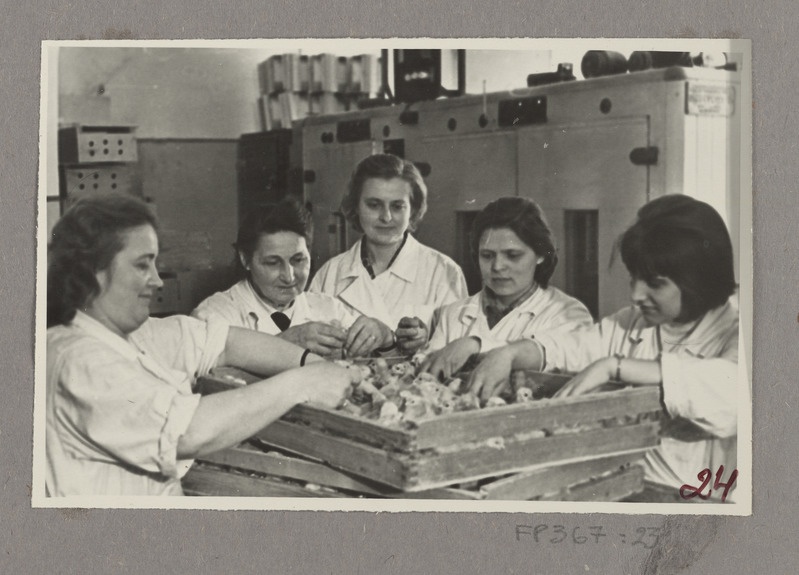 Koorunud tibusid hindavad haudetsehhi juhataja Tiina Turp (keskel) ja operaator Paula Künnap