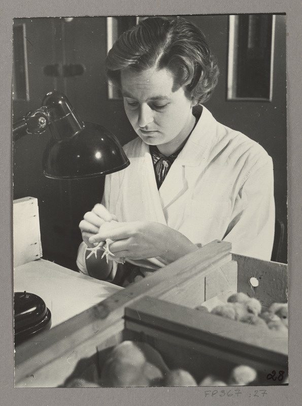 Tibude sugupooli määrab haudetsehhi juhataja Tiina Turp