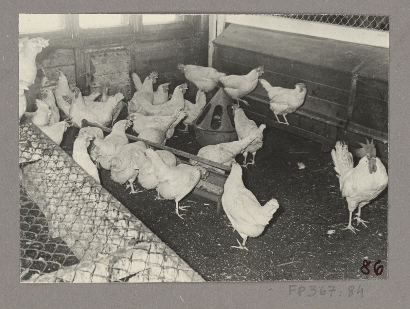 Kanad joogi- ja söödanõude juures