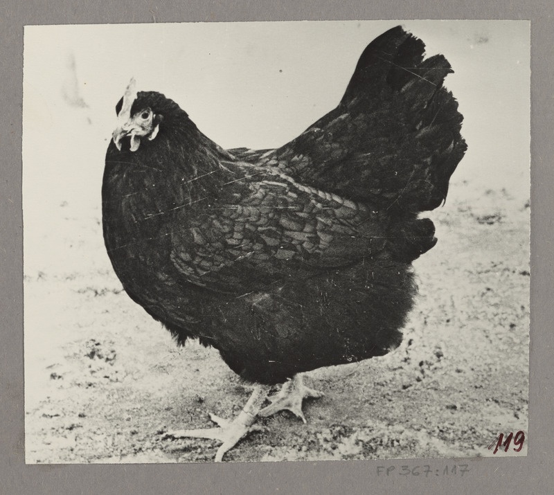 Australorbi tõugu Ka-liini kana nr.732, munatoodang 338 muna aastas