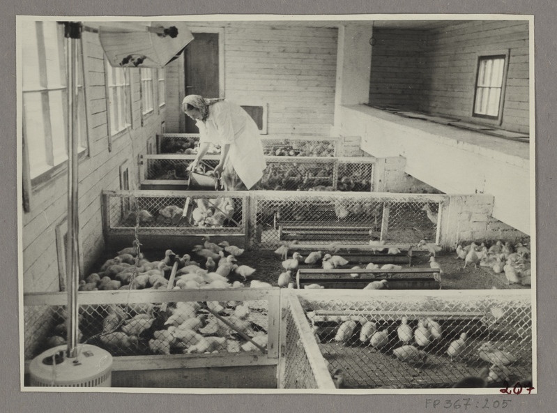 Hanesid talitab truupküttega tibulas Aliide Tammela