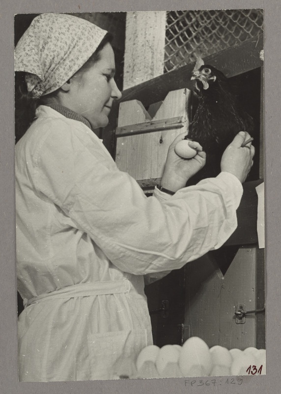 Selektsioonkanade talitaja Helvi Tamme australorbi tõugu kanadel mune kontrollimas ja kanu kontrollpesadest välja laskmas