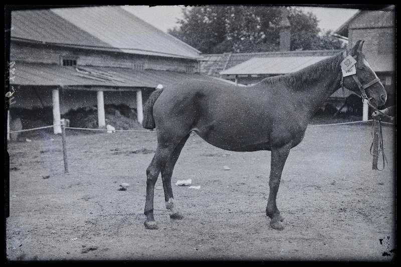 Viljandi Eesti Põllumeeste Seltsi näituse loomad. Hobune Högla (92). R.35. II auhind. Omanik J. Martinson, (negatiiv ilmutatud 27.09.1925).