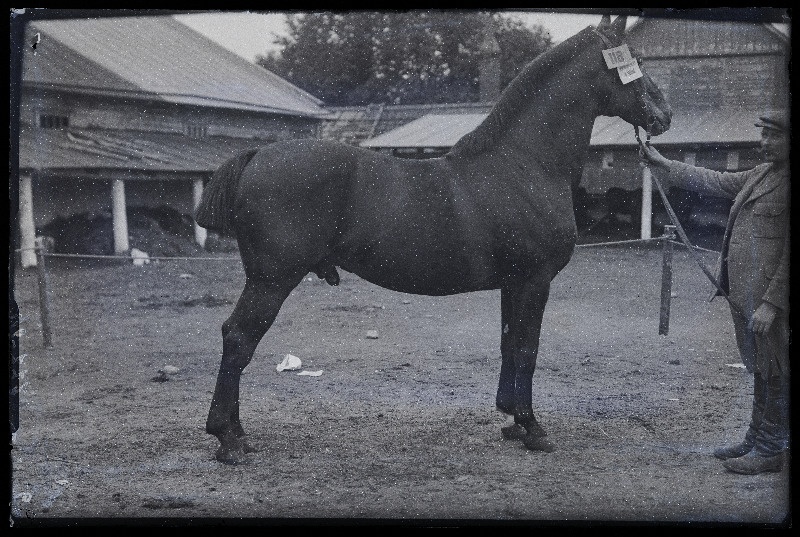 Viljandi Eesti Põllumeeste Seltsi näitusel auhinnatud hobune (118) omanikuga, (negatiiv ilmutatud 27.09.1925).