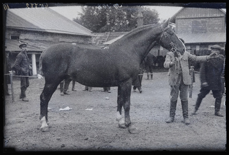 Viljandi Eesti Põllumeeste Seltsi näitus. Hobune omanikuga, (negatiiv ilmutatud 27.09.1925).