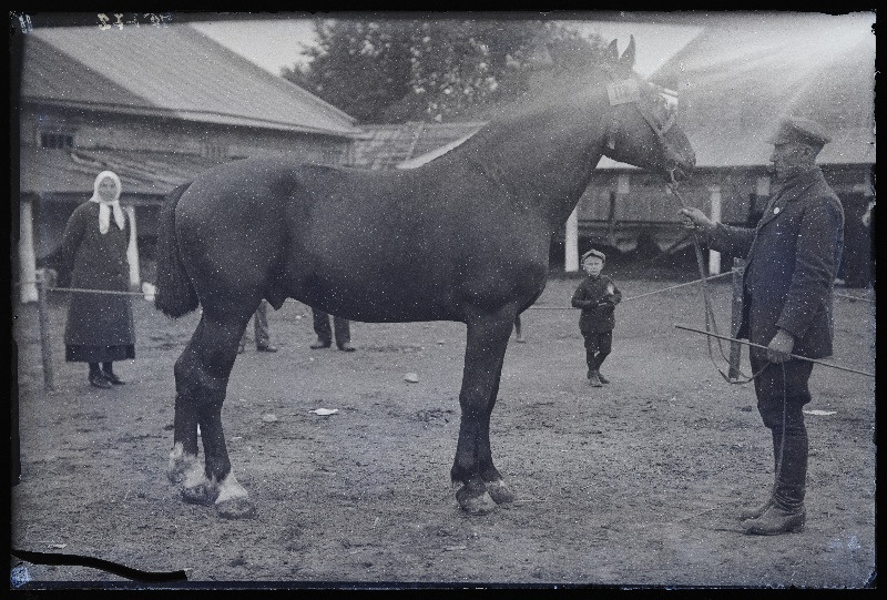 Viljandi Eesti Põllumeeste Seltsi näitus. Hobune (112) omanikuga, (negatiiv ilmutatud 27.09.1925).