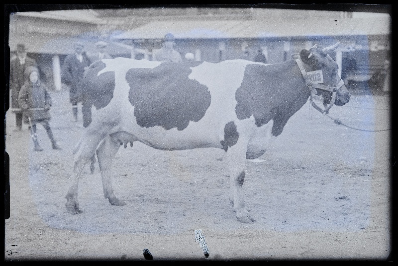 Viljandi Eesti Põllumeeste Seltsi näitus. Lehm (202), (negatiiv ilmutatud 27.09.1925).