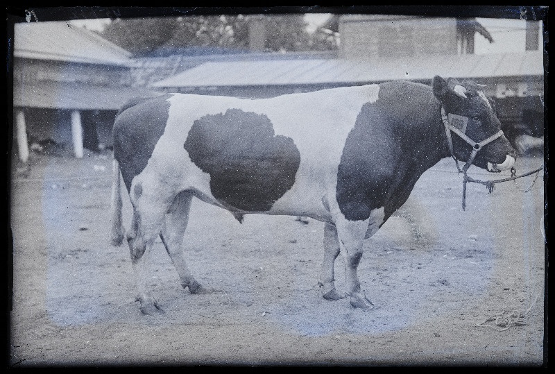 Viljandi Eesti Põllumeeste Seltsi näitus. Veis (189), (negatiiv ilmutatud 27.09.1925).